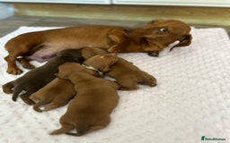 Miniature Dachshund dogs for sale: FOUR MINIATURE DACHSHUNDS PUPPIES FOR SALE - Image 4