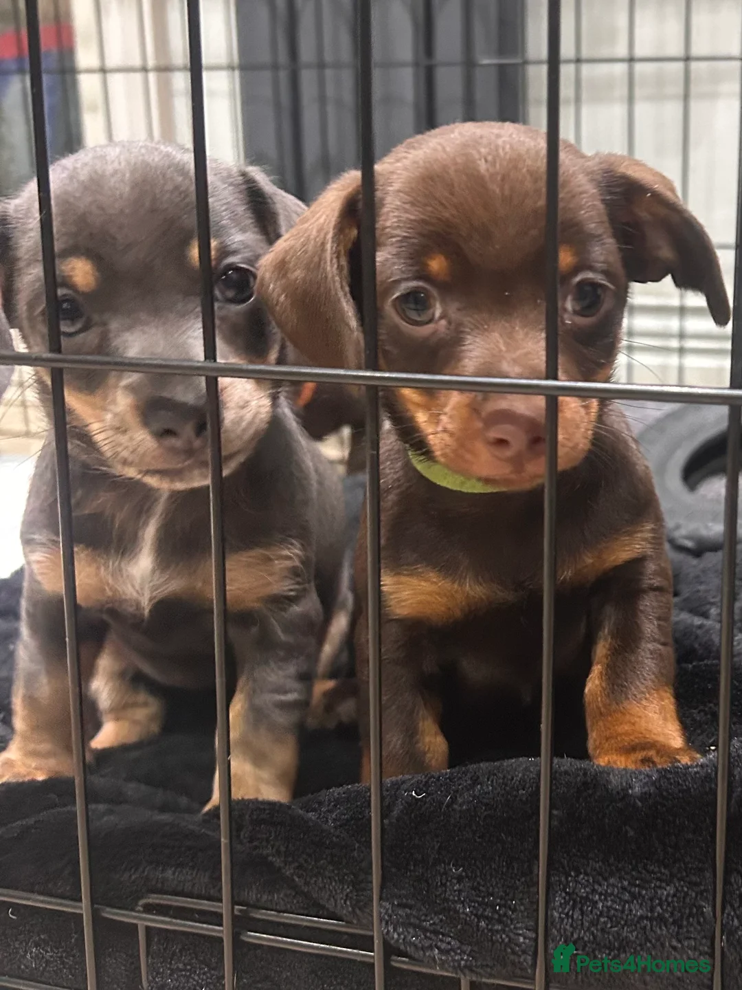 Chiweenie dogs for sale: Miniature Dachshund x Chihuahua  - Advert 14
