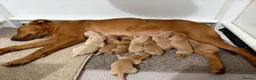 Labrador Retriever dogs for sale: Fox red Labradors  - Advert 3