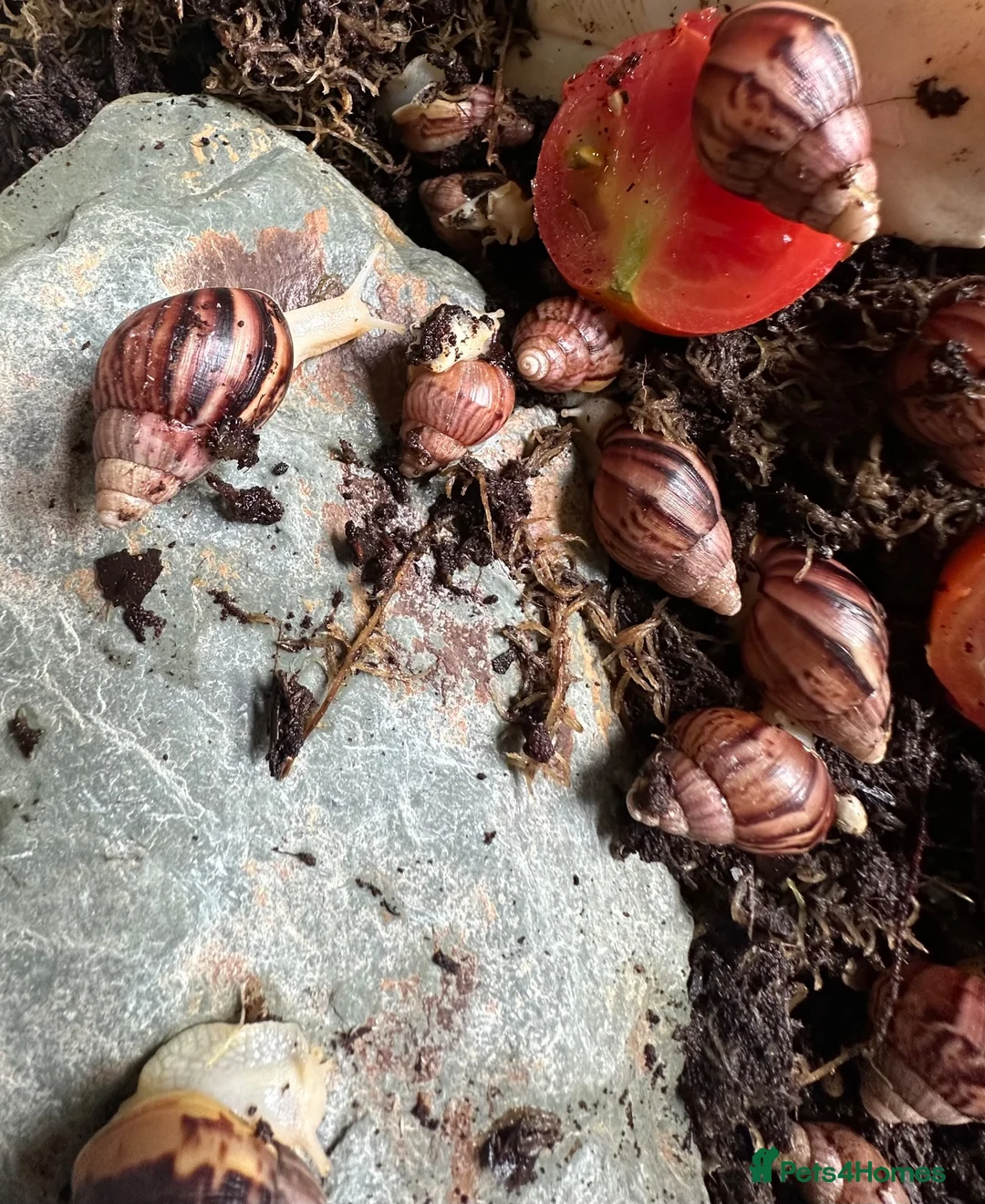 Snails invertebrates for sale: Baby Albino Tiger Stripe Giant African Land Snails - Advert 8