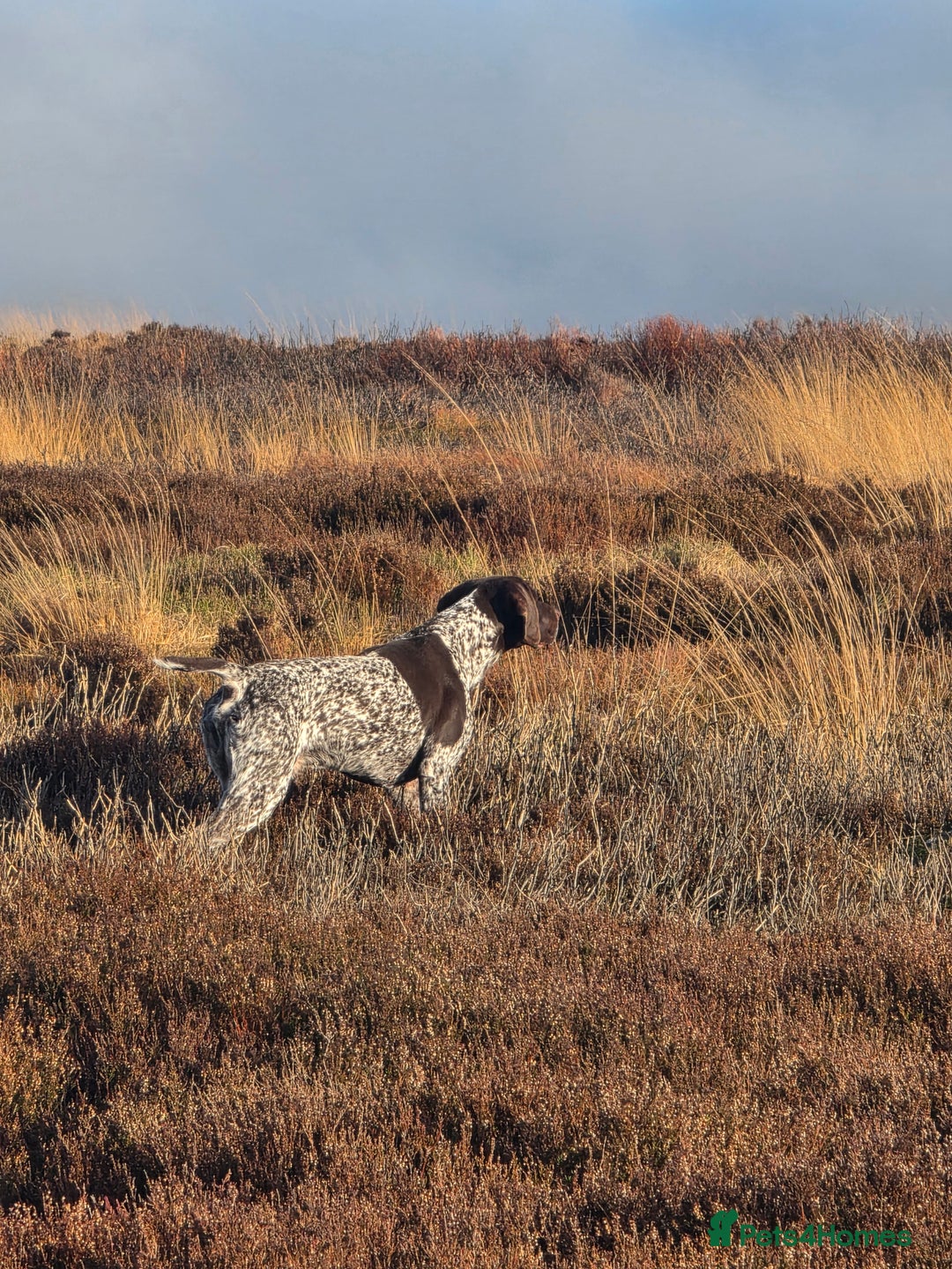 Mixed Breed dogs for sale: German pointer  - Advert 4