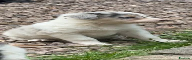 Border Collie 3