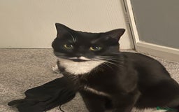 Mixed Breed cats for sale: Flimflam & Bojo - Image 9