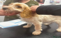 Cockapoo dogs for sale: 5🌟licensed breeder F1 Cockapoo's - Image 7