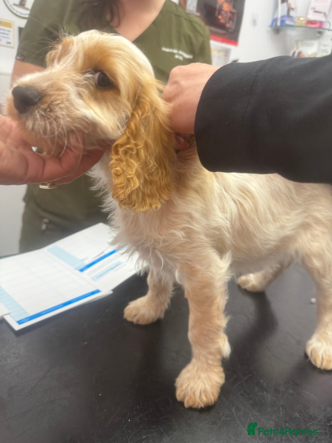 Cockapoo dogs for sale: 5🌟licensed breeder F1 Cockapoo's - Image 7