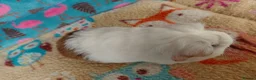 Guinea Pig rodents for sale: Baby Longhaired Sheltie Boars/Brothers RTR - Advert 14