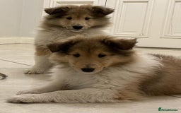 Rough Collie dogs for sale: STUNNING HEALTH CHECKED ROUGH COLLIES - Image 1