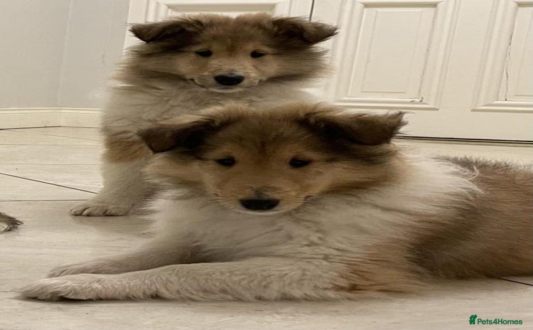 Rough Collie dogs - Advert 6