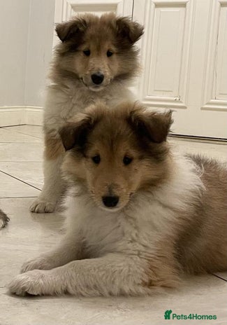 Rough Collie dogs - Advert 2