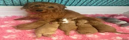 Labradoodle dogs for sale: Absolutely beautiful, F1bb Miniature Labradoodles  - Advert 20