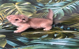 Scottish Fold cats for sale: Pedigree Scottish Fold kittens - Image 5