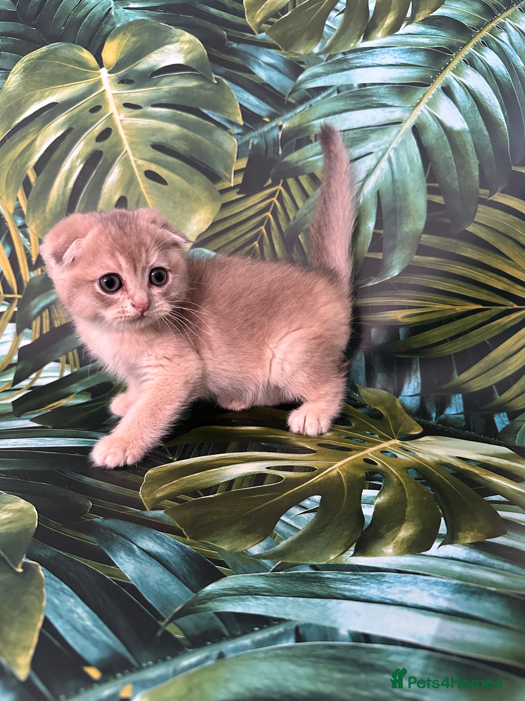 Scottish Fold cats for sale: Pedigree Scottish Fold kittens - Image 5
