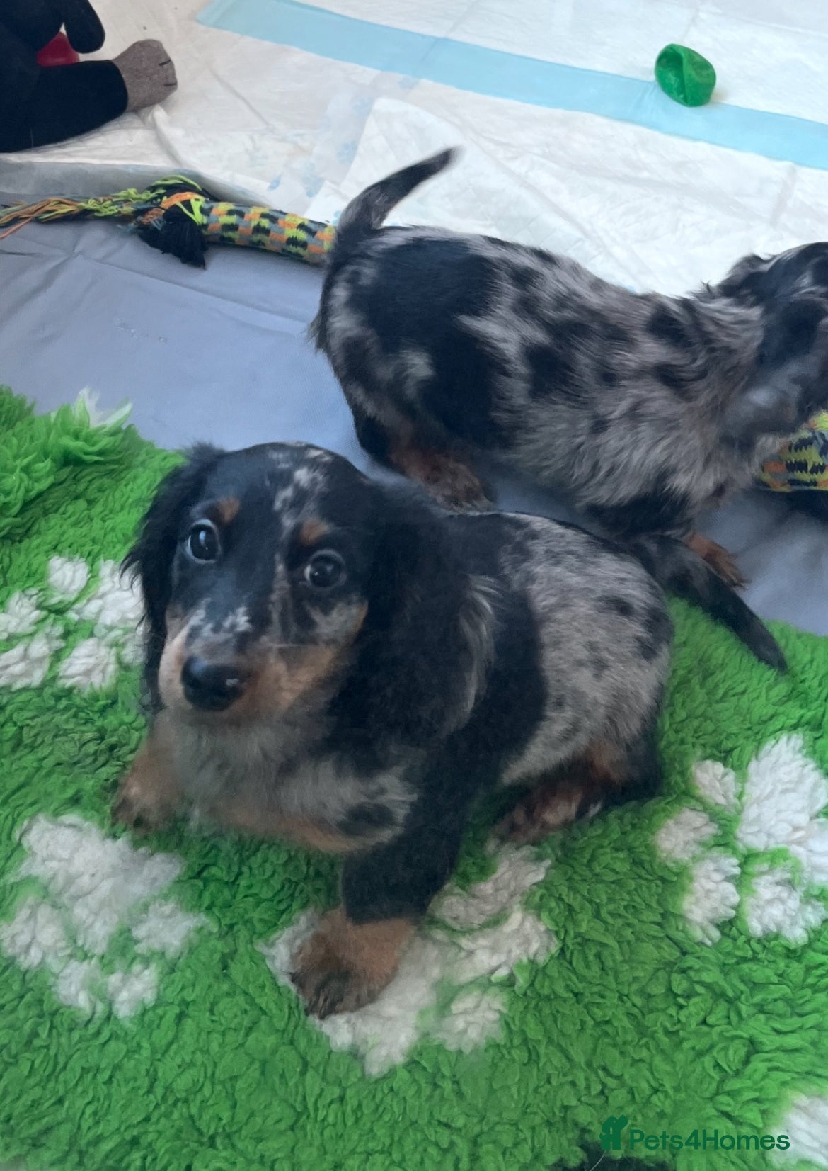 Miniature Dachshund dogs KC Long Hair Mini Dachshunds  - Advert 18