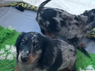 Miniature Dachshund dogs KC Long Hair Mini Dachshunds - Advert 18