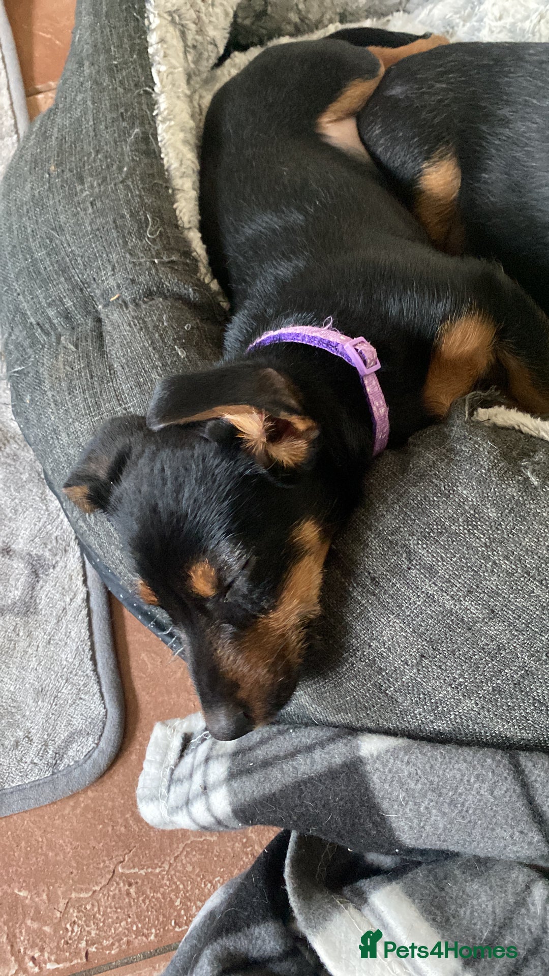 Mixed Breed dogs for sale: Dachshund x Jack russell puppies  - Advert 10