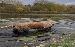 Golden Retriever dogs for sale: KC Pedigree Golden Retriever Female Adult - Image 3