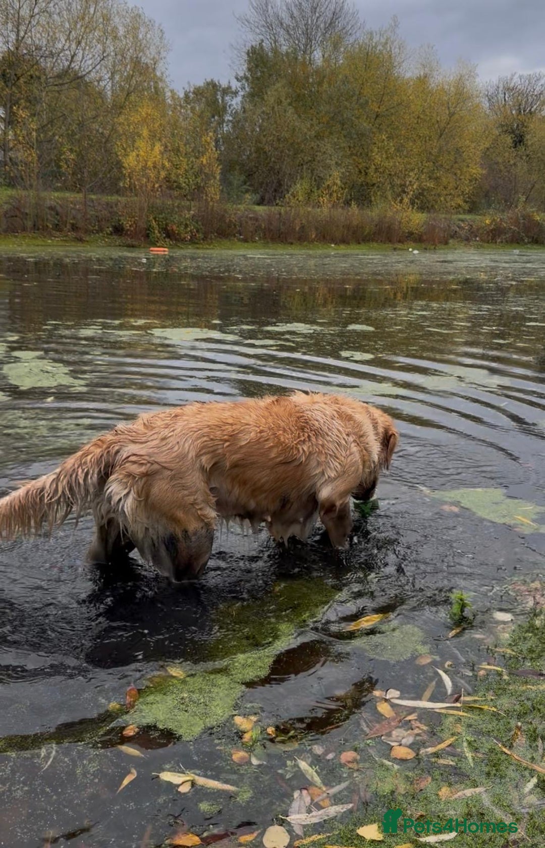 Golden Retriever dogs for sale: KC Pedigree Golden Retriever Female Adult - Image 3