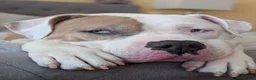 American Bulldog dogs for sale: American Bulldog Puppies - Advert 35