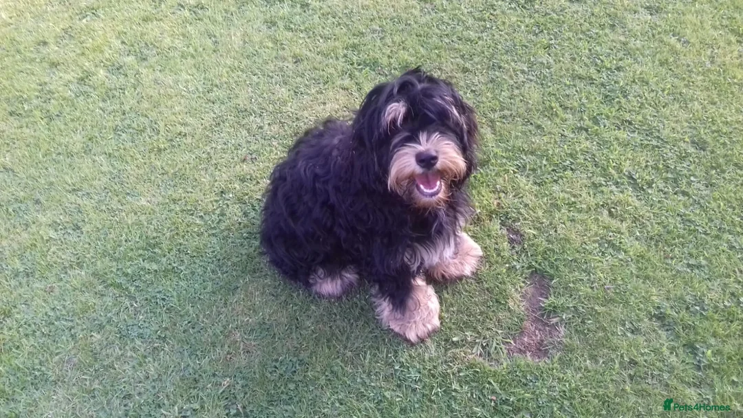 Miniature Poodle dogs for stud: Well PROVEN STUD Archie Minature Poodle  in Chard - Advert 7