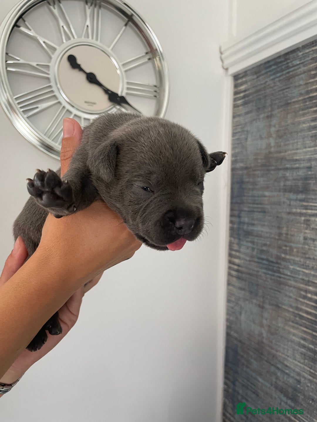 Staffordshire Bull Terrier dogs for sale: Blue Staffordshire bull terrier kc registered ❗️ - Image 7