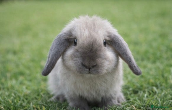 Mini Lop rabbits Beautiful mixed shade bunny  - Advert 1