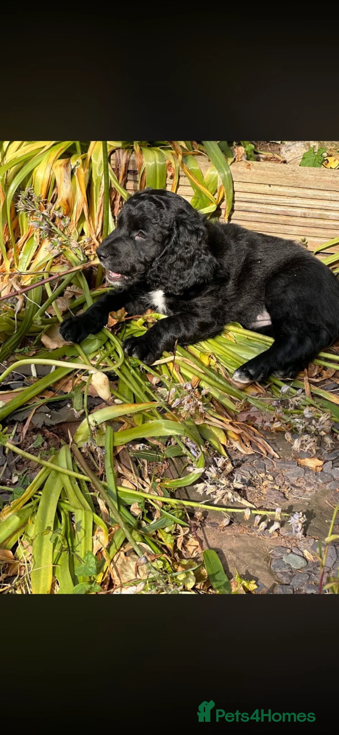 Mixed Breed dogs for sale: Beautiful playful little girl  - Advert 2