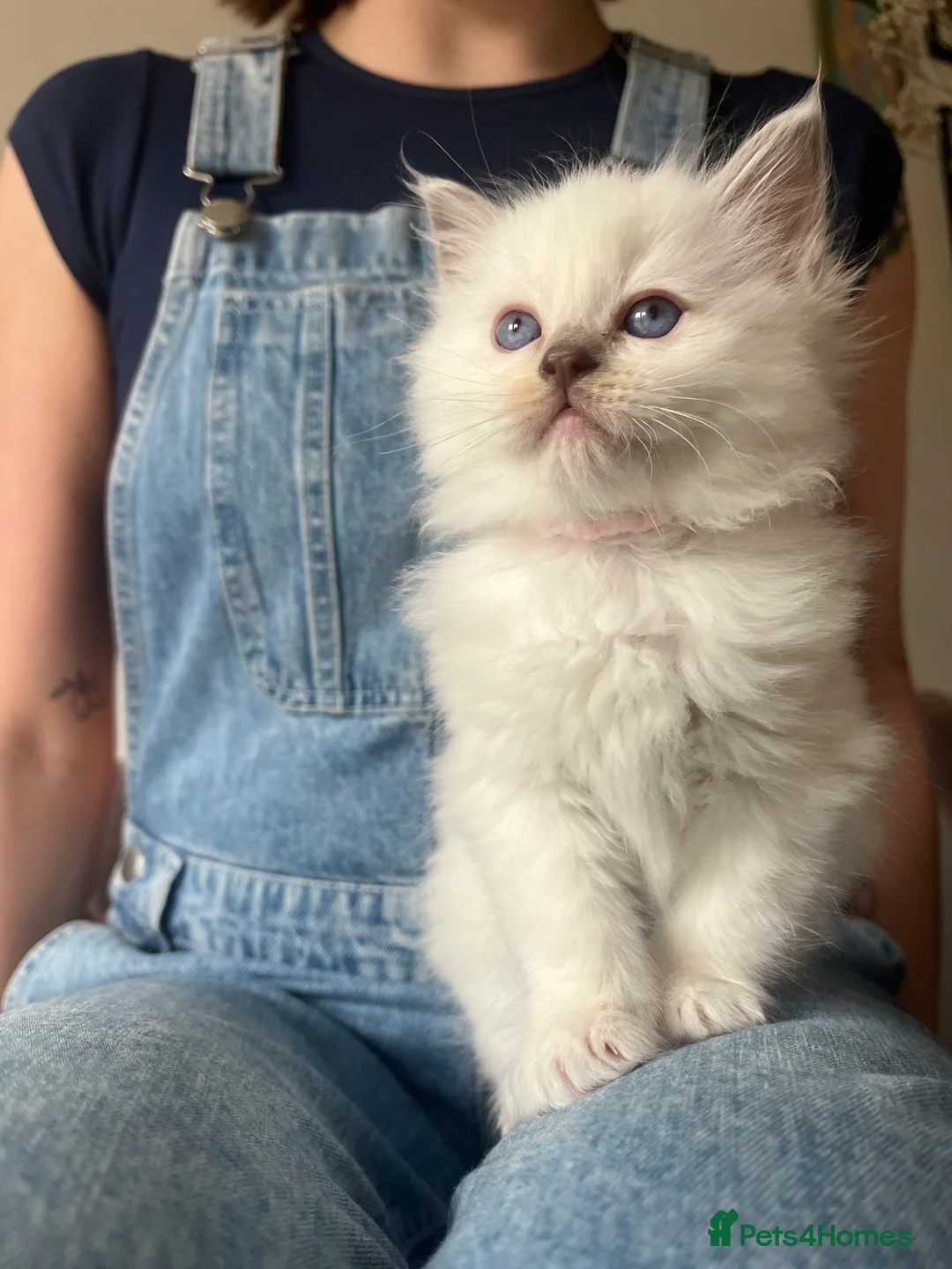 Ragdoll cats for sale: Beautiful Blue Point Ragdoll Kittens - Advert 2