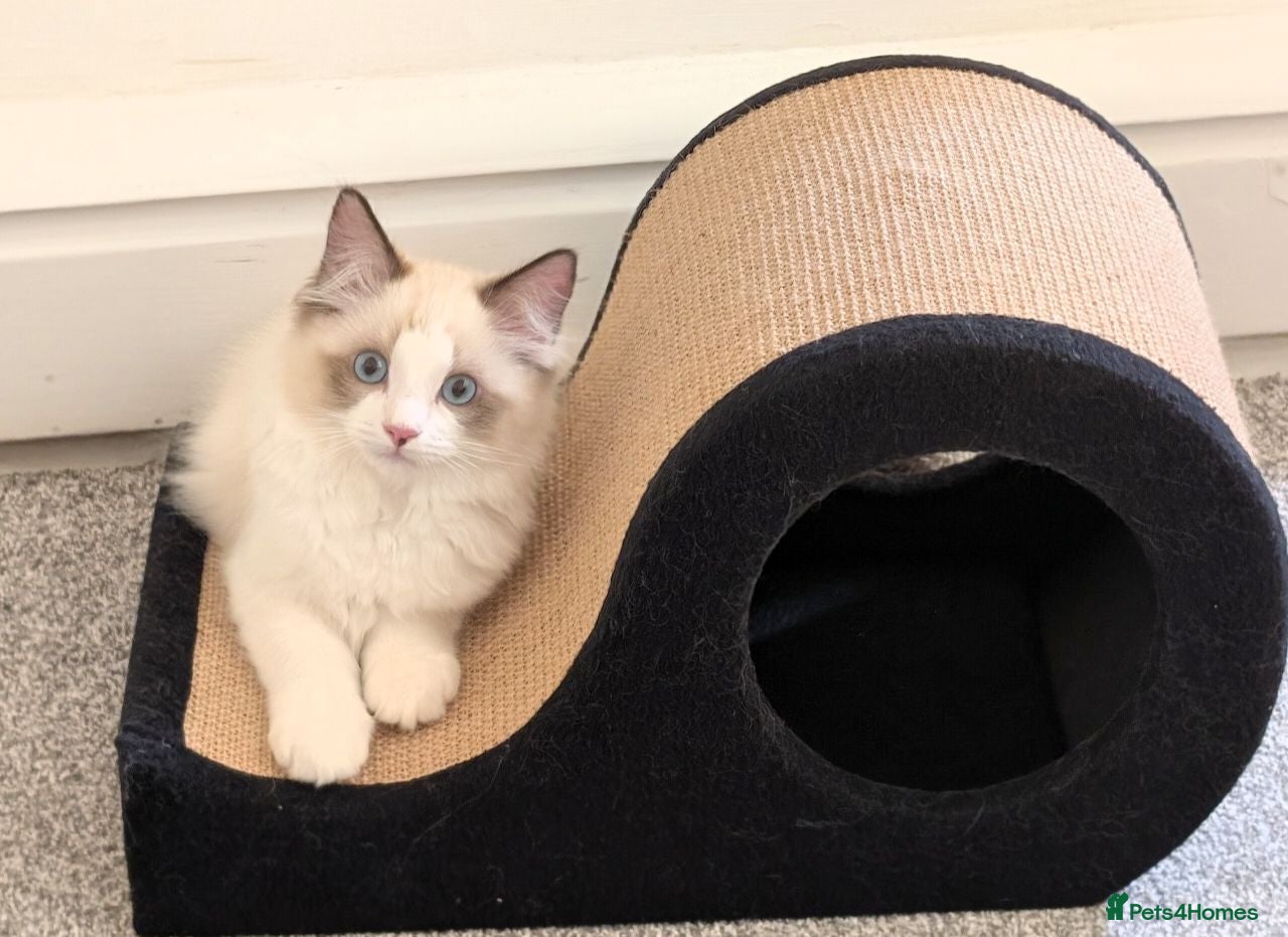 Ragdoll cats Stunning Ragdoll Kitten- Lucky  - Advert 12