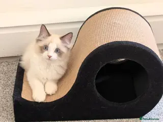 Ragdoll cats Stunning Ragdoll Kitten- Lucky - Advert 12