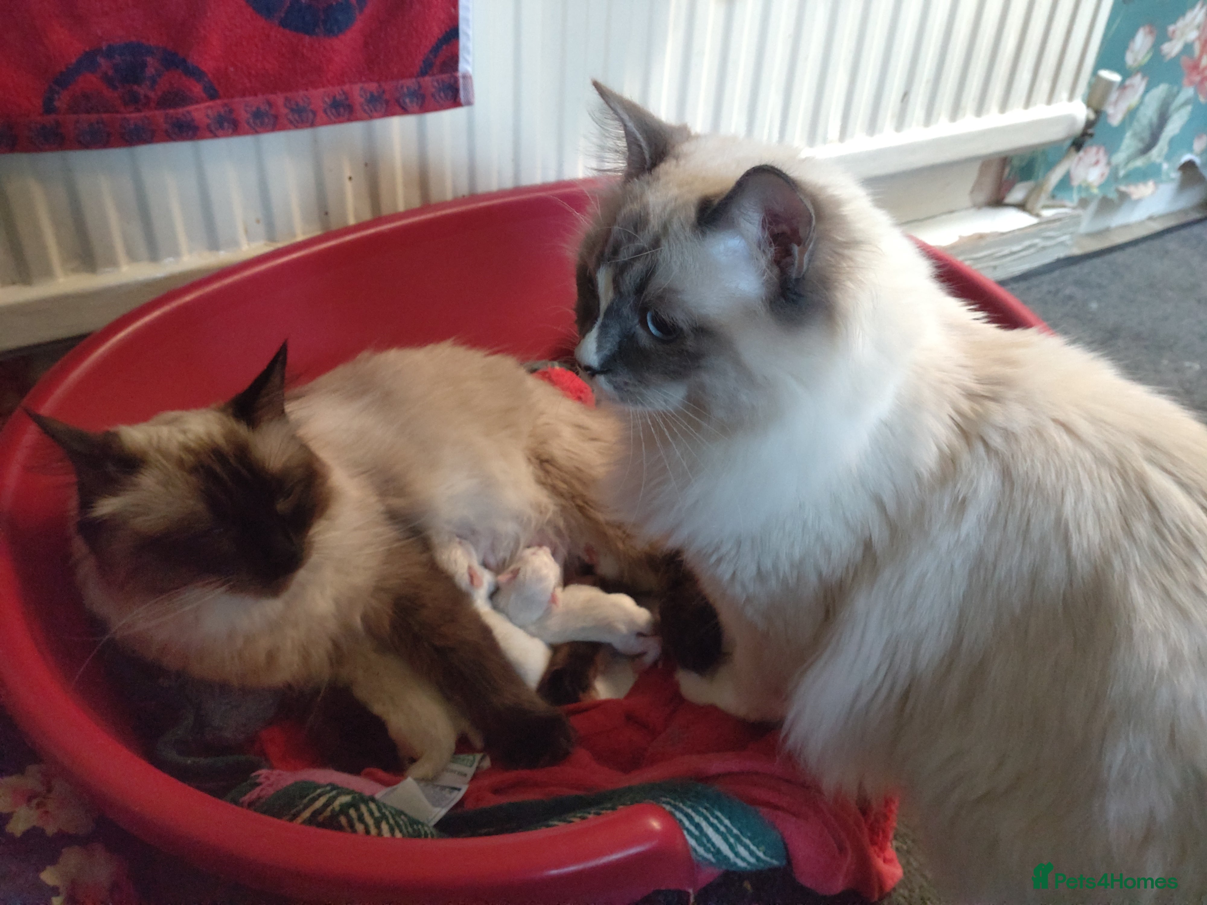 Ragdoll cats Beautiful Healthy Ragdoll Kittens - Advert 2