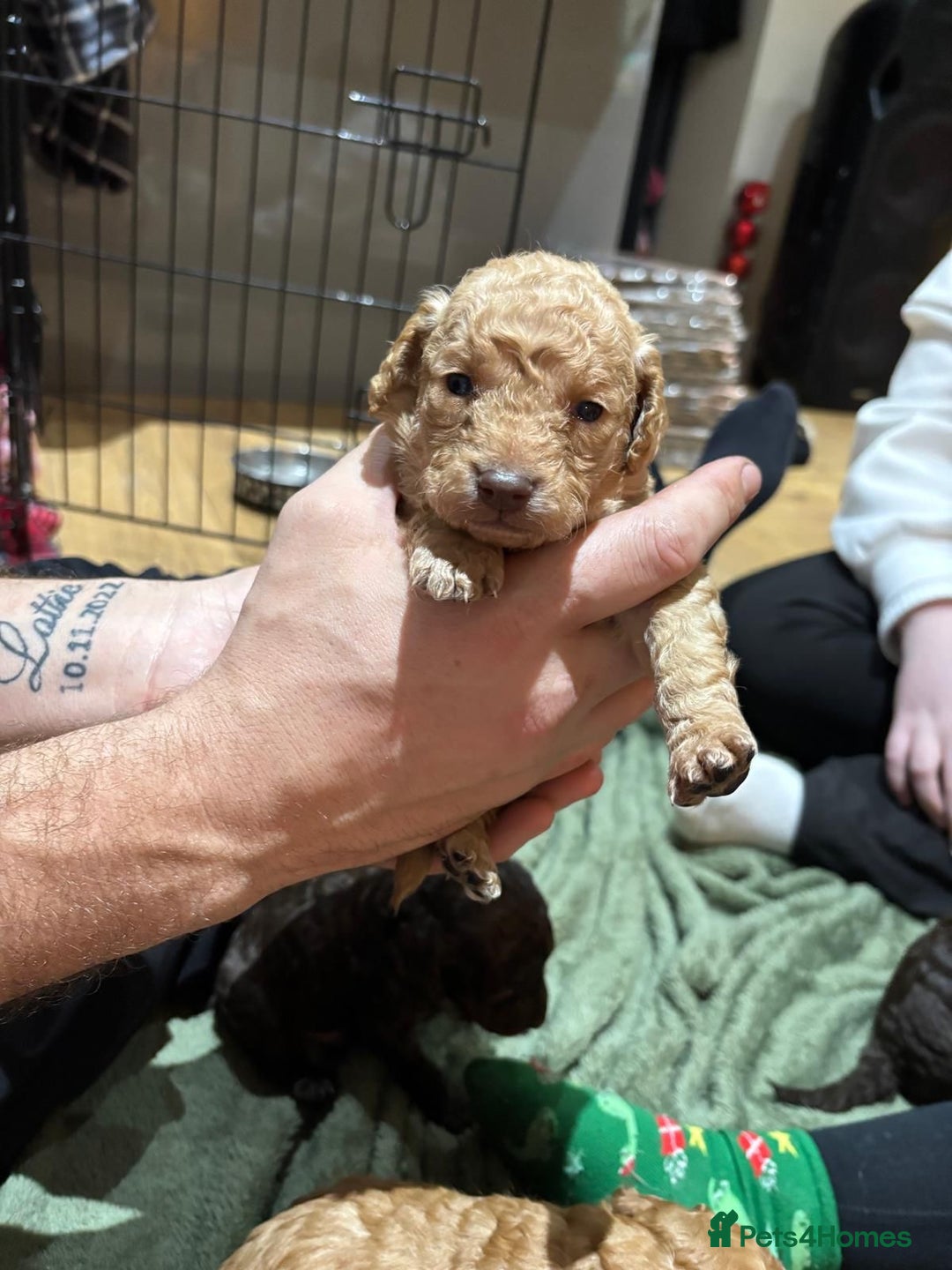 Cockapoo dogs for sale: 5 cockapoo puppies for sale 4 boys and 1 girl  - Advert 8