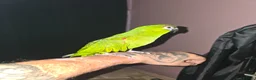 Macaws birds for sale: Hahns Macaw.5 years old. Tame - Advert 3