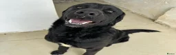 Mixed Breed dogs for adoption: Lonzo (Retriever mix) in Basingstoke - Advert 17