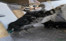 Bengal cats for sale:  Bengal with long haired blk & white kittens - Image 18