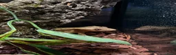 Gecko reptiles for sale: Crested gecko for sale  - Advert 2