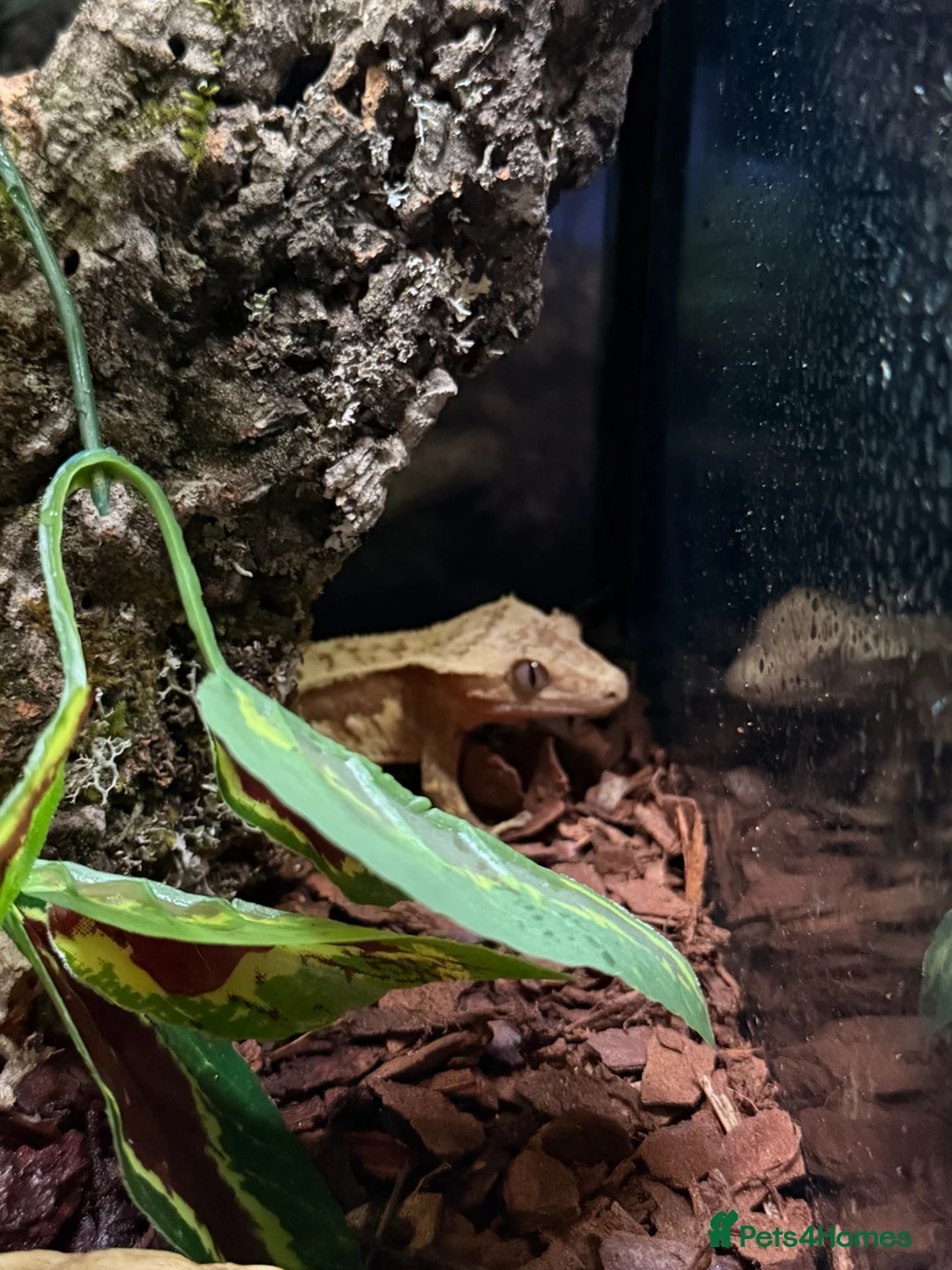 Gecko reptiles for sale: Crested gecko for sale  - Advert 2