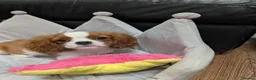 Cavalier King Charles Spaniel dogs for sale: Adorable Cavalier Puppies Ready to Leave - Advert 3