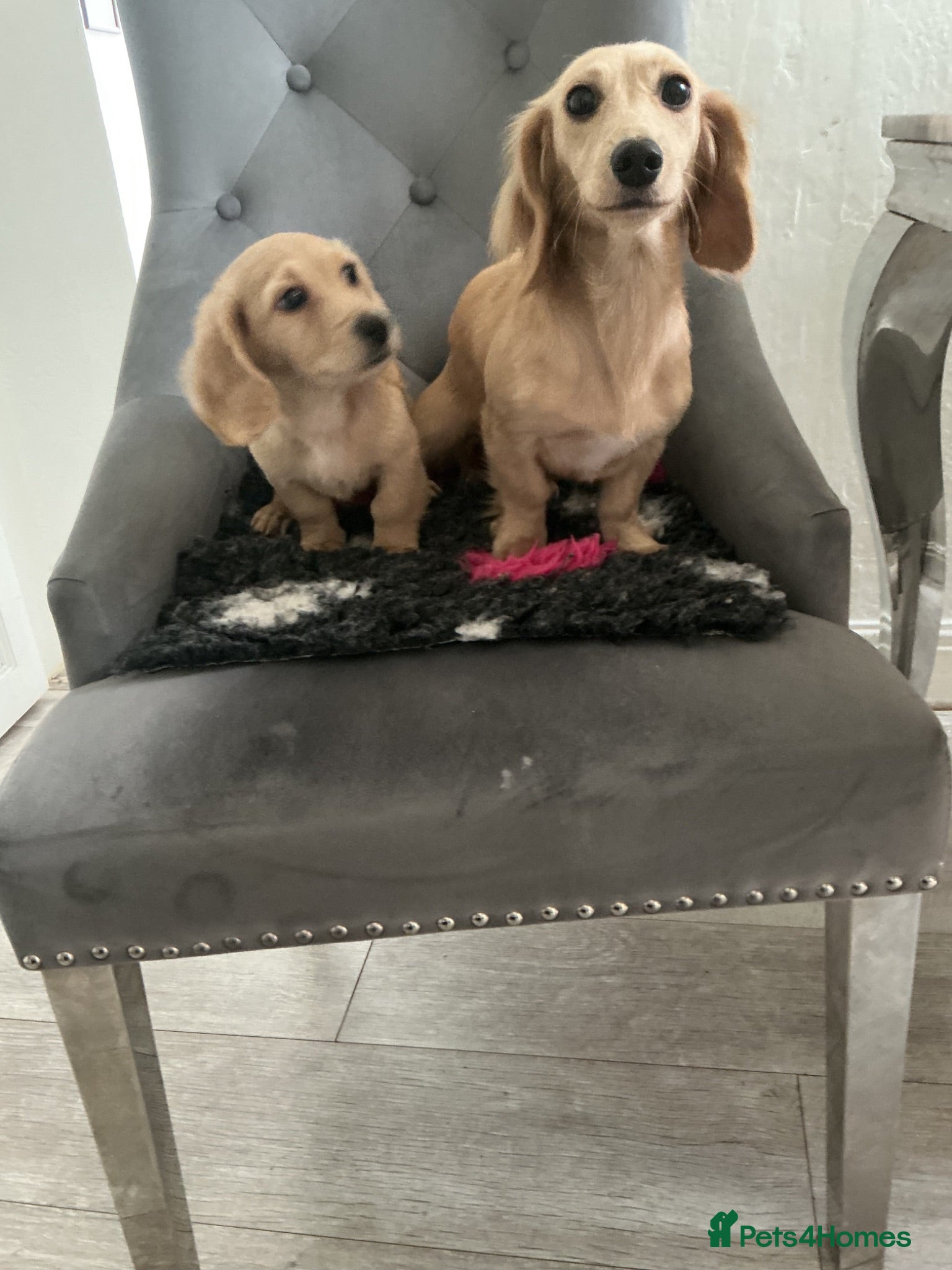 Mixed Breed dogs Long haired cream male miniature dachshund puppy - Advert 3