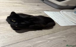 European cats for sale: Playful cats  - Image 8