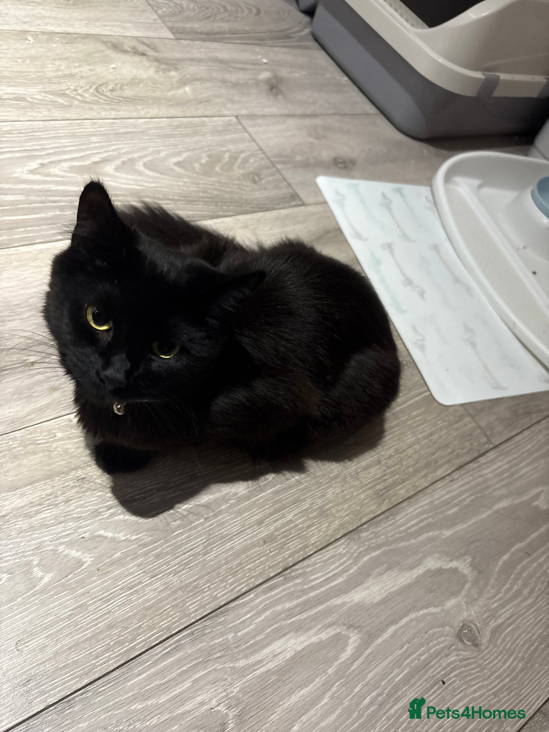 European cats for sale: Playful cats  - Image 8