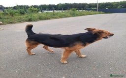 Mixed Breed dogs for adoption: 💖🐶 CHIKA 🐶💖 - Image 13