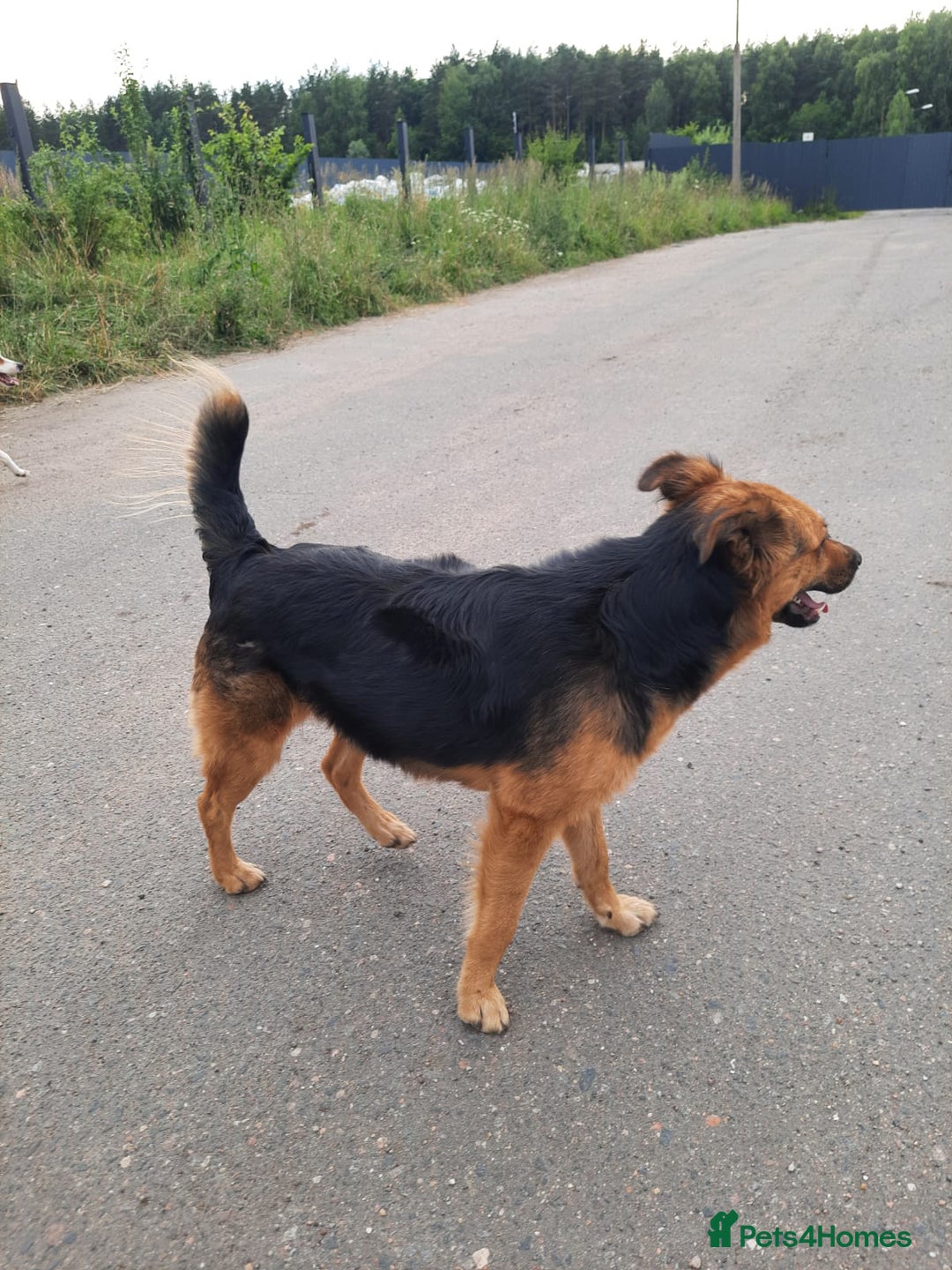 Mixed Breed dogs for adoption: 💖🐶 CHIKA 🐶💖 - Image 13