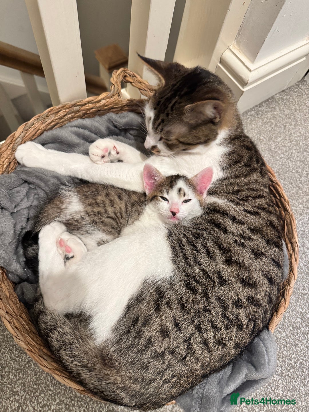 Mixed Breed cats for sale: 3 Beautiful Kittens for New Homes - Advert 7