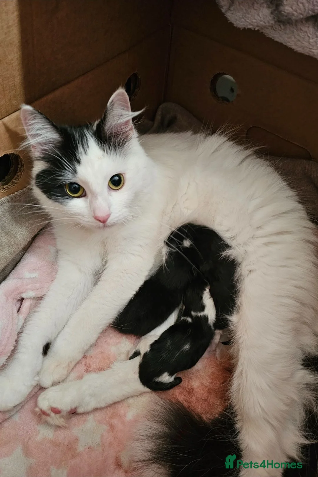 Mixed Breed cats for sale: Fluffy kittens - Advert 2