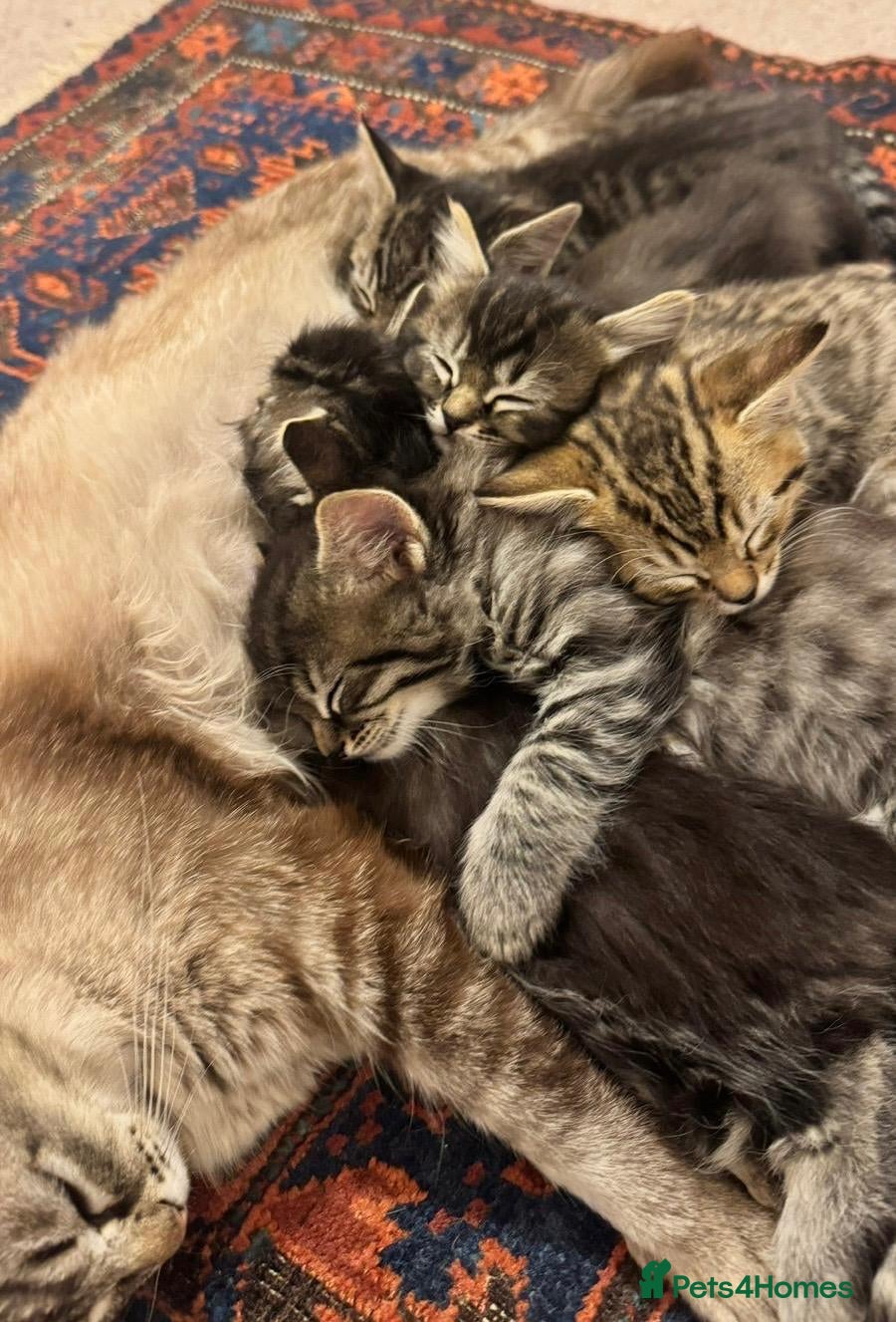 Mixed Breed cats Stunning bundle of Tiffanie cross kittens - Advert 1