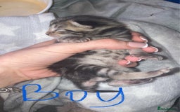Mixed Breed cats for sale: BengalXTabby kittens LAST BOY LEFT NOW - Image 7