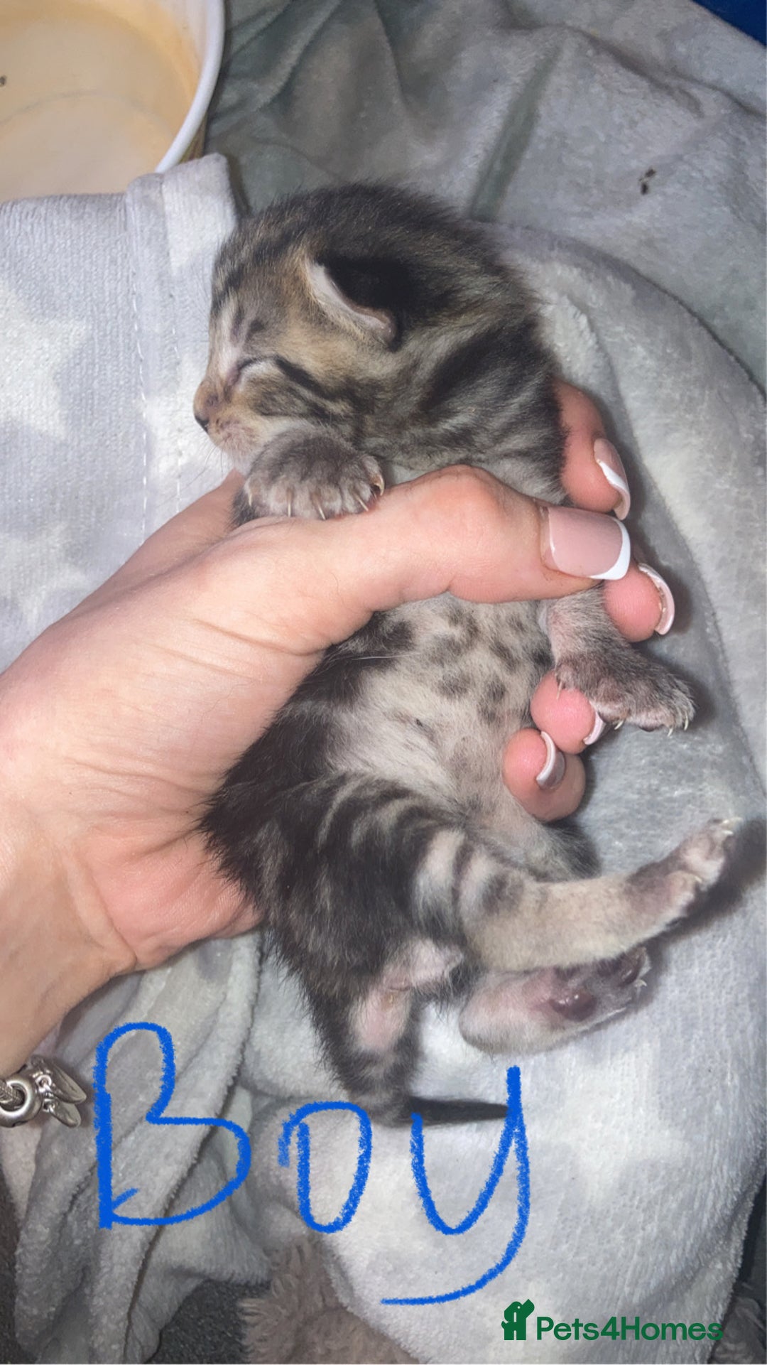 Mixed Breed cats for sale: BengalXTabby kittens LAST BOY LEFT NOW - Image 7
