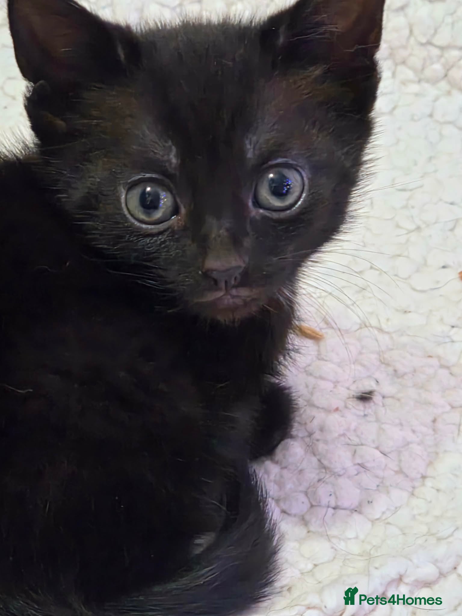 Domestic Shorthair cats Kittens  - Advert 12