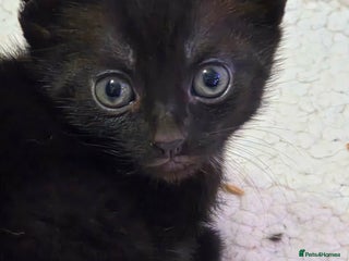 Domestic Shorthair cats Kittens - Advert 6