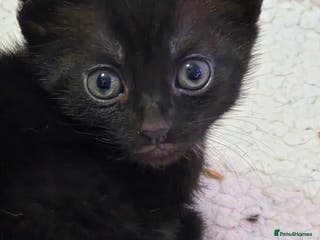 Domestic Shorthair cats Kittens - Advert 19